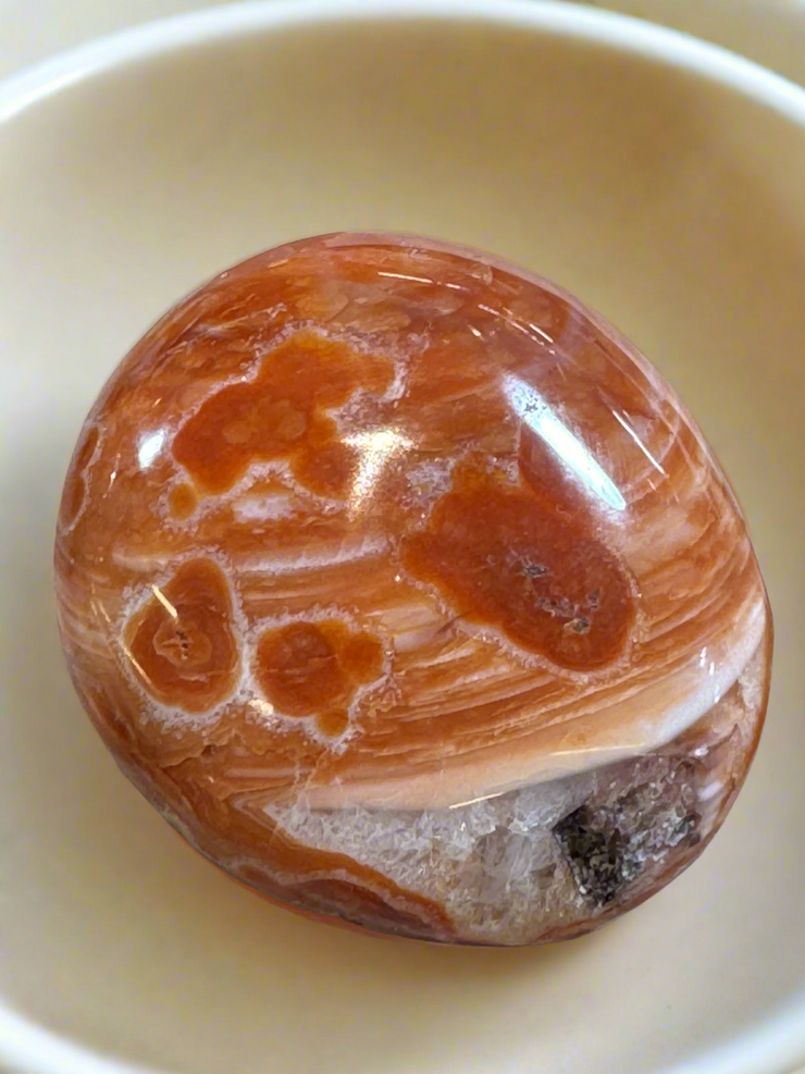 Carnelian palm available in Sydney 