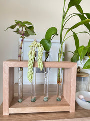 Propagation Station that will help you propagate at home easily
